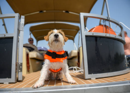 Pet-Friendly Yacht Celebrations